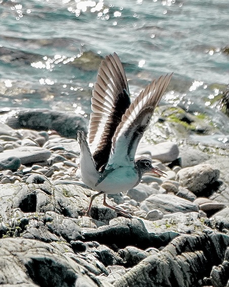common sandpiper